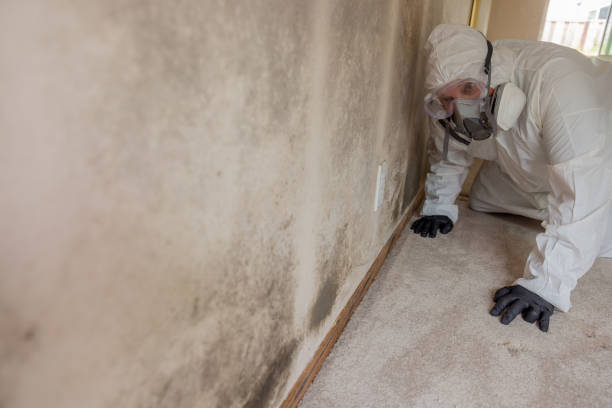 Asbestos and Lead Testing During Mold Inspection in Fowler, CA